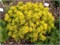Мопс Голд (Pinus mugo Mops Gold) 3533