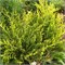 Мордиган Голд (Juniperus pfitzeriana Mordigan Gold) 3534
