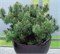 Муго (Pinus mugo mugo) 3539
