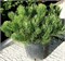 Мугус (Pinus mugo mughus) 3545
