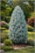 Мунглоу (Juniperus scopulorum Moonglow) 3549