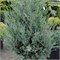 Мунглоу (Thuja occidentalis Moonglow) 3550