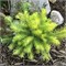 Мэджик Голд (Larix kaempferi Magic Gold) 3555