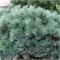 Мэри Батлер (Pinus strobus Mary Butler) 3581