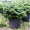 Нана (Abies balsamea Nana) 3584