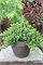 Нана (Juniperus procumbens Nana) 3586