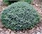 Нана (Picea mariana Nana) 3590
