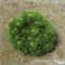 Нана (Pinus nigra Nana) 3595
