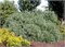 Нана (Pinus strobus Nana) 3596
