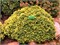 Нана Бергс (Chamaecyparis pisifera Nana Bergh's) 3597