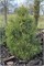 Нана Вюрстл (Pinus nigra Nana Würstle) 3599