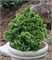 Нана Грацилис (Chamaecyparis obtusa Nana Gracilis) 3602