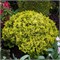 Нана Грацилис Ауреа (Chamaecyparis obtusa Nana Gracilis Aurea) 3606