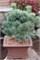 Негиши (Pinus parviflora Negishi) 3609