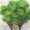 Нигра (Pinus nigra nigra) 3616