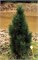 Обелиск (Pinus nigra Obelisk) 3629