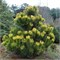 Огон (Pinus thunbergii Ogon) 3630