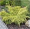 Олд Голд (Juniperus pfitzeriana Old Gold) 3634