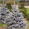 Олденбург (Picea pungens Oldenburg) 3636