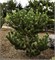 Орегон Грин (Pinus nigra Oregon Green) 3641