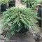 Панкейк (Juniperus horizontalis Pancake) 3648
