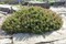 Парадкиссен (Pinus uncinata Paradekissen) 3649