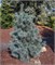 Пасифик Блю (Pinus peuce Pacific Blue) 3650