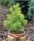 Пасифик Санрайз (Pinus strobus Pacific Sunrise) 3651