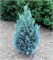 Пельтс Блю (Chamaecyparis lawsoniana Pelts Blue) 3653