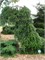 Пендула (Abies alba Pendula) 3654