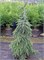 Пендула (Picea omorika Pendula) 3658