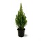 Перфекта (Picea glauca Perfecta) 3662