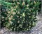 Петерле (Pinus mugo Peterle) 3663
