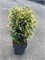 Пикадилли (Thuja occidentalis Piccadilly) 3673