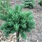 Поркупайн (Larix laricina Porcupine) 3706