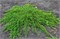 Принц Уэльский (Juniperus horizontalis Prince of Wales) 3713