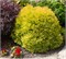 Рейнголд (Thuja occidentalis Rheingold) 3743