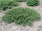 Репанда (Juniperus communis Repanda) 3752
