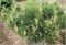 Репенс (Pinus sylvestris Repens) 3753