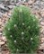 Ричард (Pinus nigra Richard) 3754