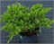 Рокери Джем (Juniperus sabina Rockery Gem) 3764