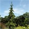 Ротенхаус (Picea abies Rothenhaus) 3766