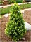 Рэйнбоуз Энд (Picea glauca Rainbow's End) 3781