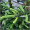 Рэттейл (Abies procera Rattail) 3783