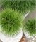 Саммер Бриз (Pinus nigra Summer Breeze) 3785