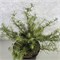 Саммер Фог (Larix decidua Summer Fog) 3787