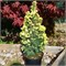 Сан оф зе Скай (Picea glauca Sun on the Sky) 3788