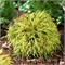 Санголд (Chamaecyparis pisifera Sungold) 3793