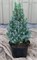 Сандерз Блю (Picea glauca Sander's Blue) 3800