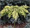 Санфлауэр (Juniperus conferta Sunflower) 3805